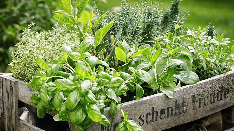 Come coltivare le piante aromatiche